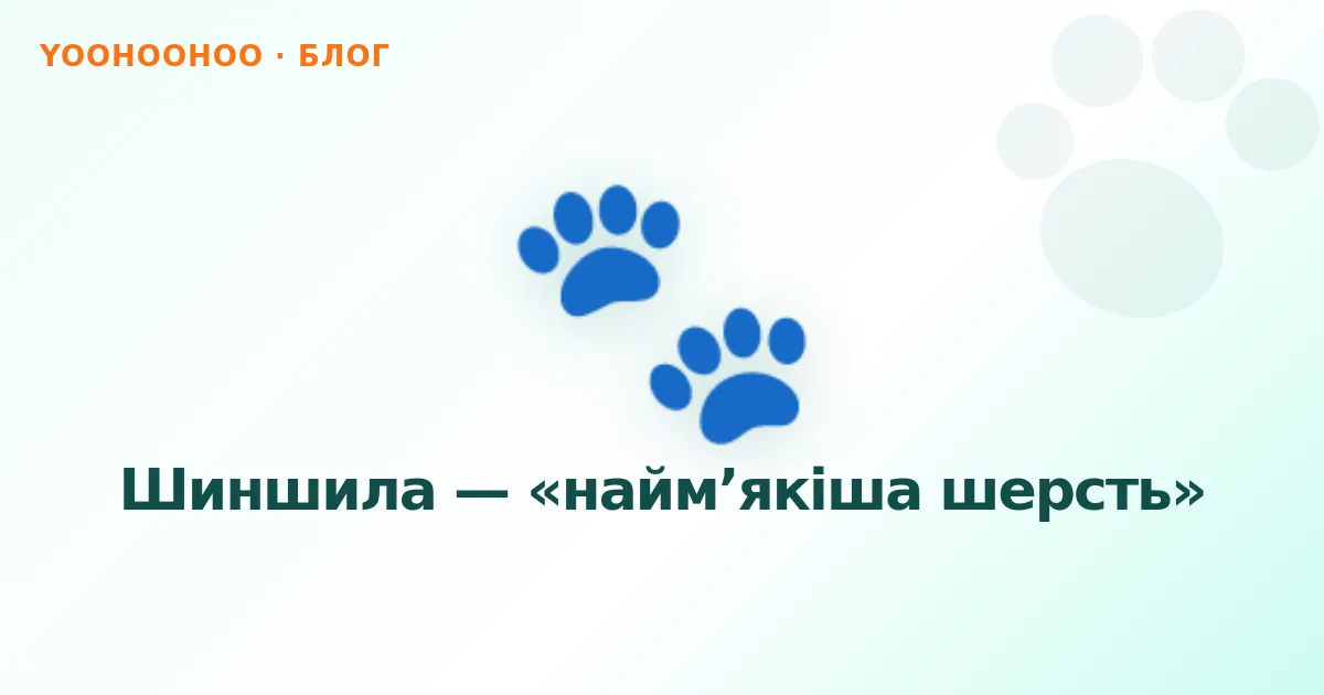 Шиншила — «найм’якіша шерсть»