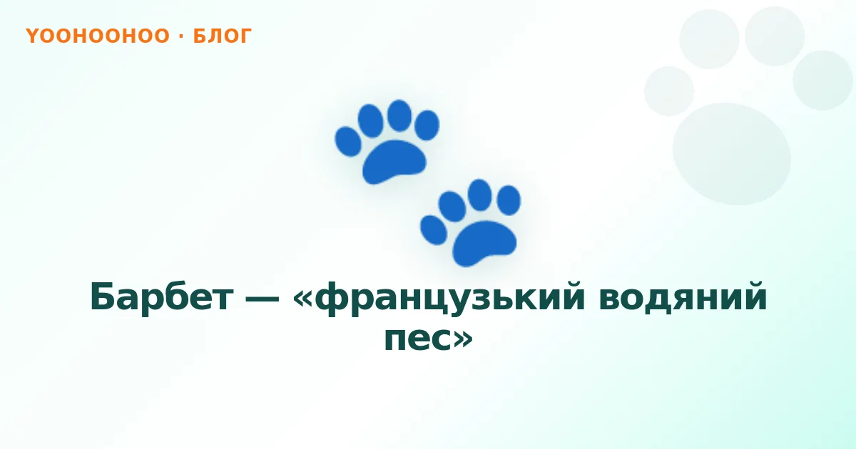 Барбет — «французький водяний пес»