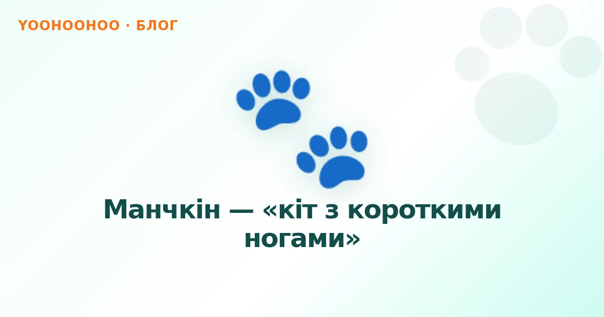 Манчкін — «кіт з короткими ногами»