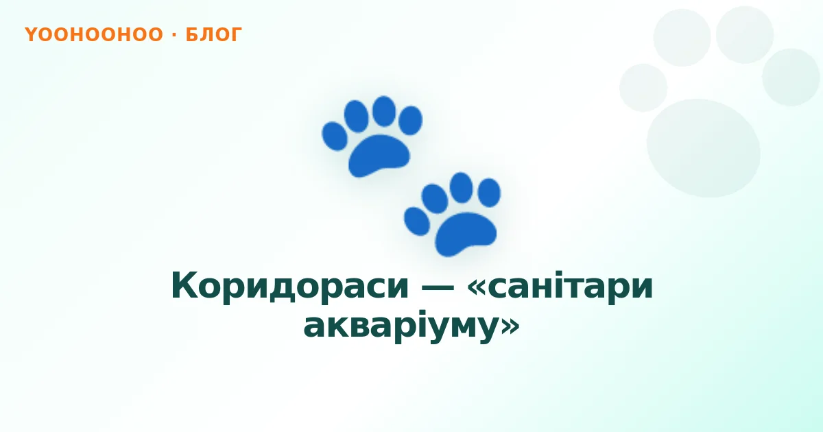 Коридораси — «санітари акваріуму»