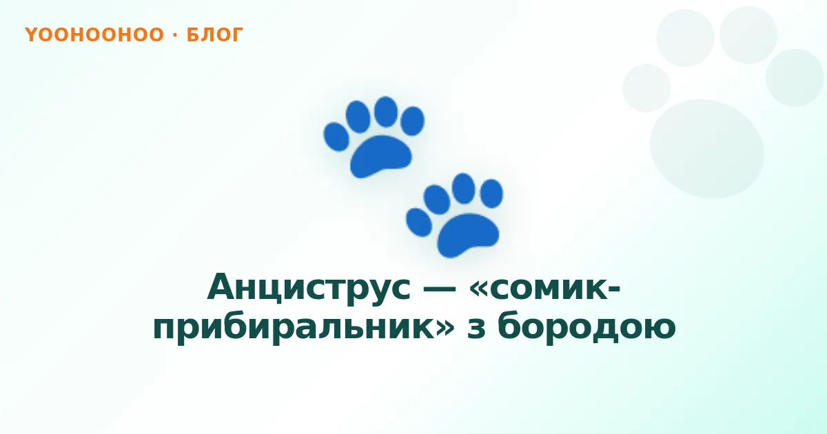 Анциструс — «сомик-прибиральник» з бородою