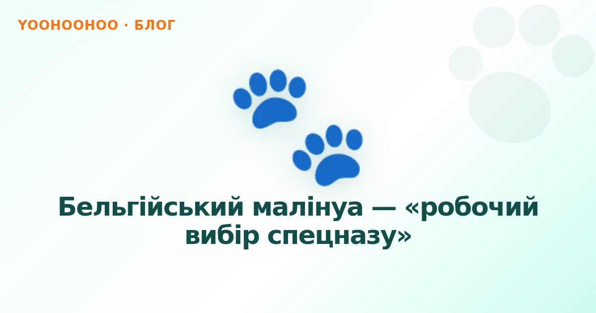 Бельгійський малінуа — «робочий вибір спецназу»