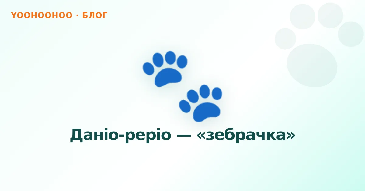 Даніо-реріо — «зебрачка»