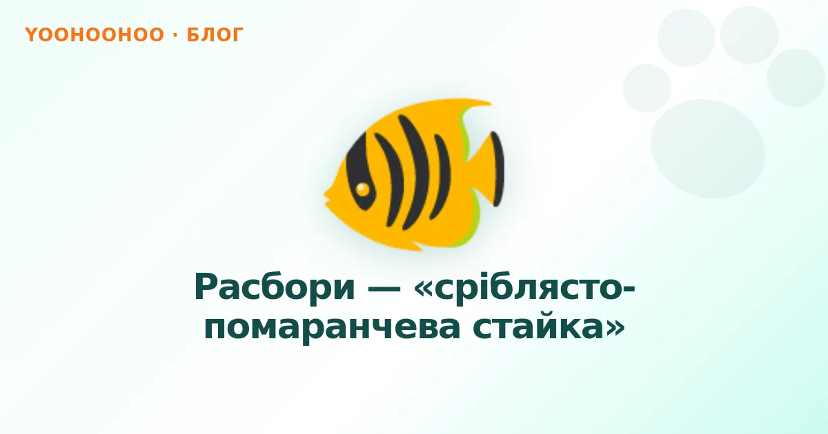 Расбори — «сріблясто-помаранчева стайка»