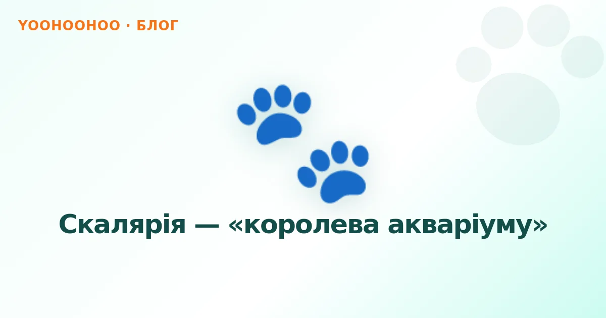 Скалярія — «королева акваріуму»
