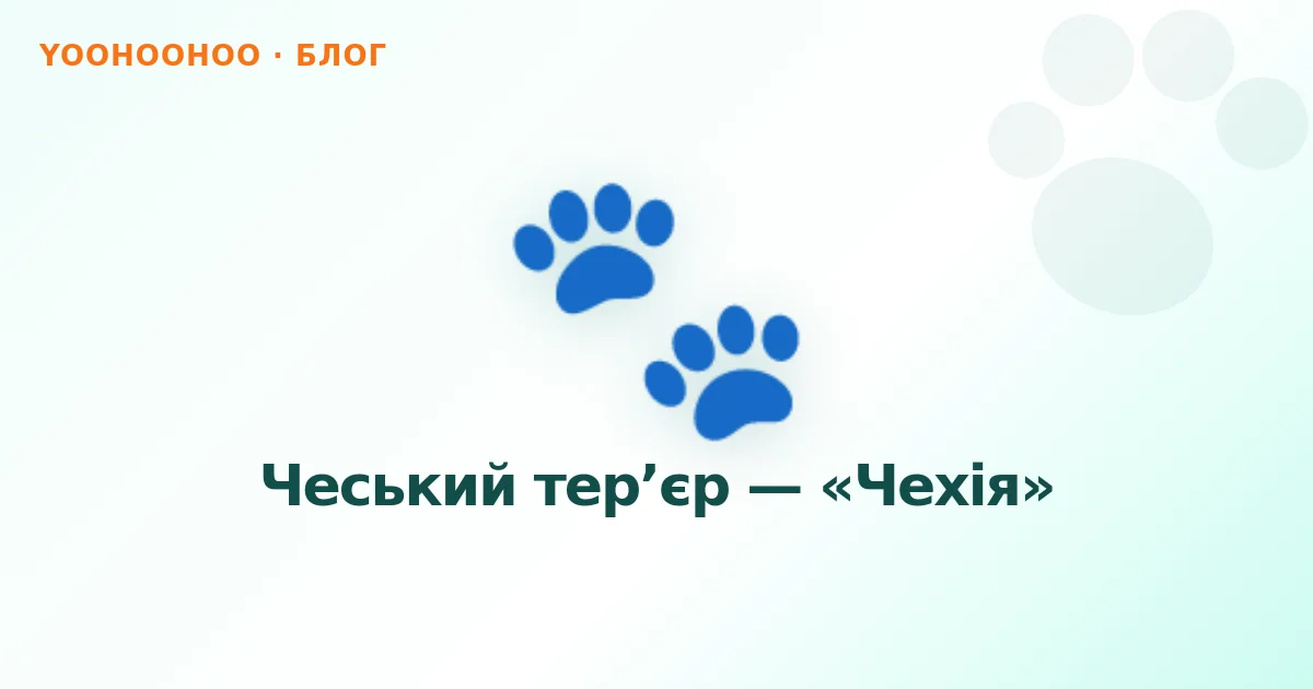 Чеський тер’єр — «Чехія»