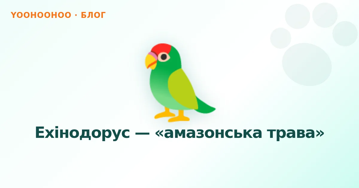 Ехінодорус — «амазонська трава»