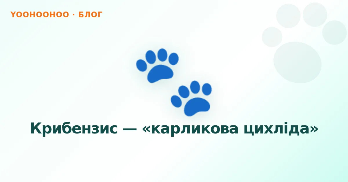 Крибензис — «карликова цихліда»