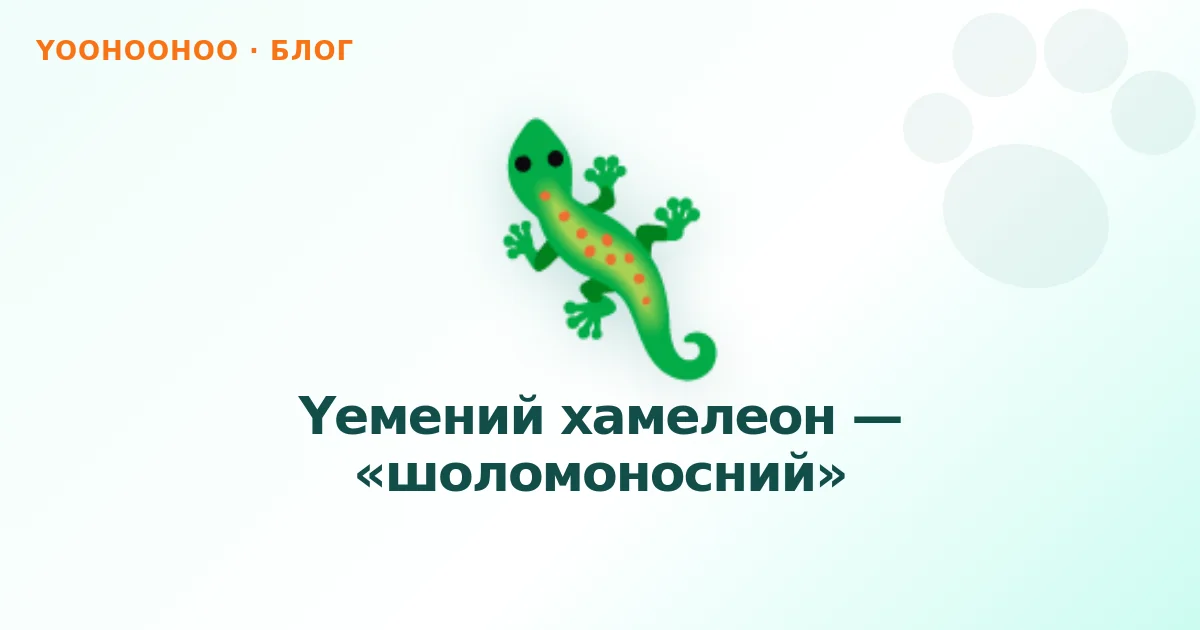 Єменський хамелеон — «шоломоносний»