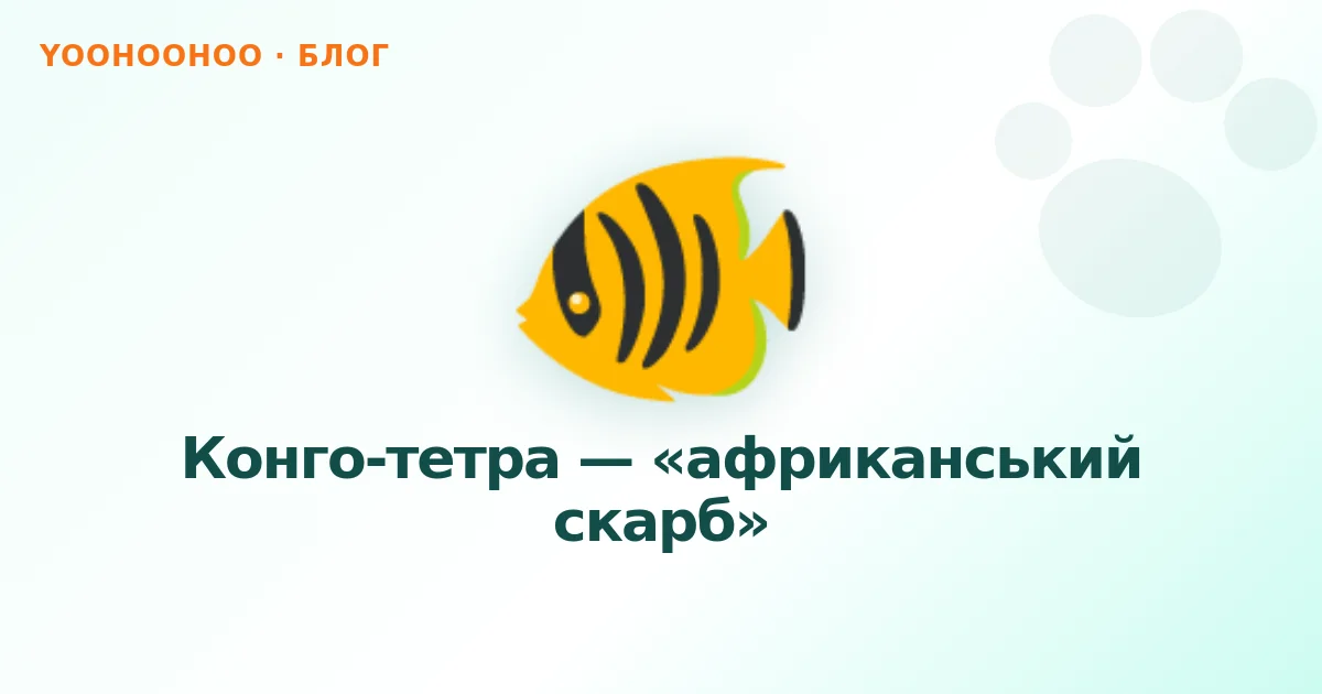 Конго-тетра — «африканський скарб»