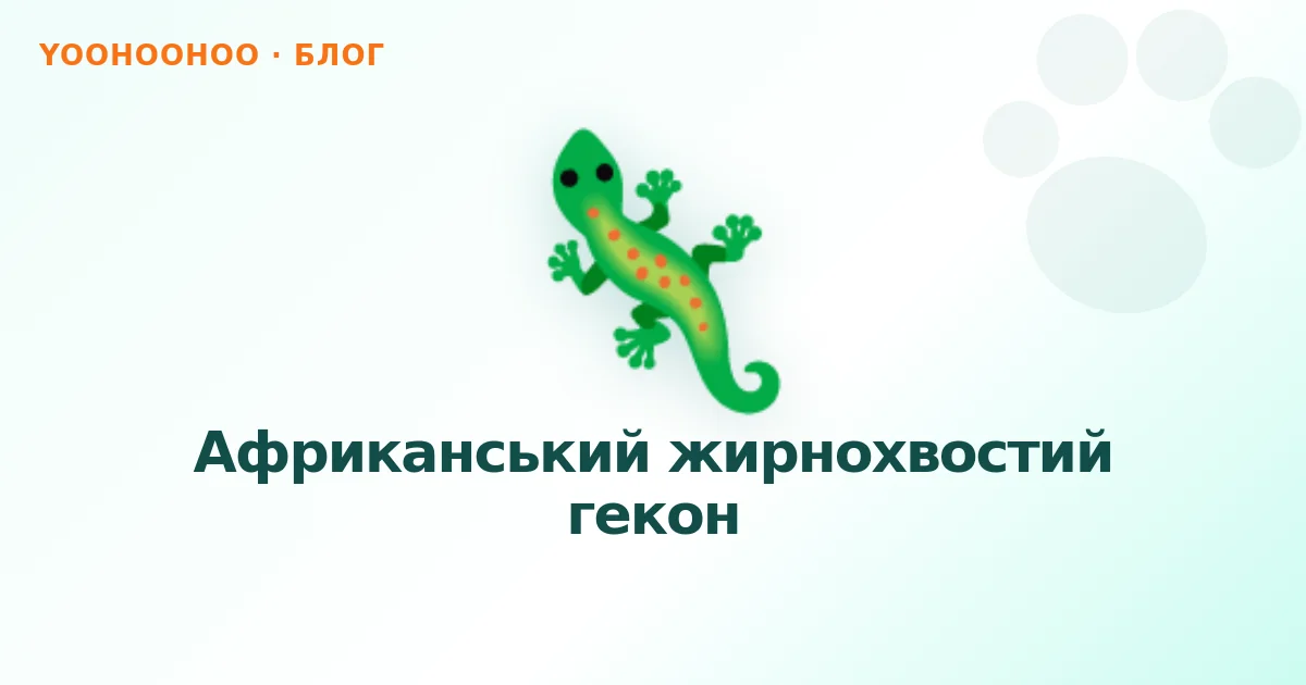 Африканський жирнохвостий гекон