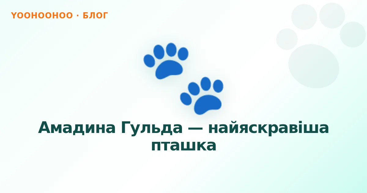 Амадина Гульда — найяскравіша пташка