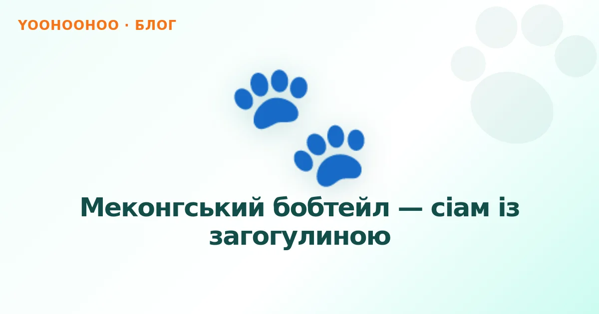 Меконгський бобтейл — сіам із загогулиною