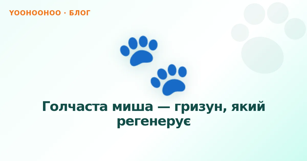 Голчаста миша — гризун, який регенерує