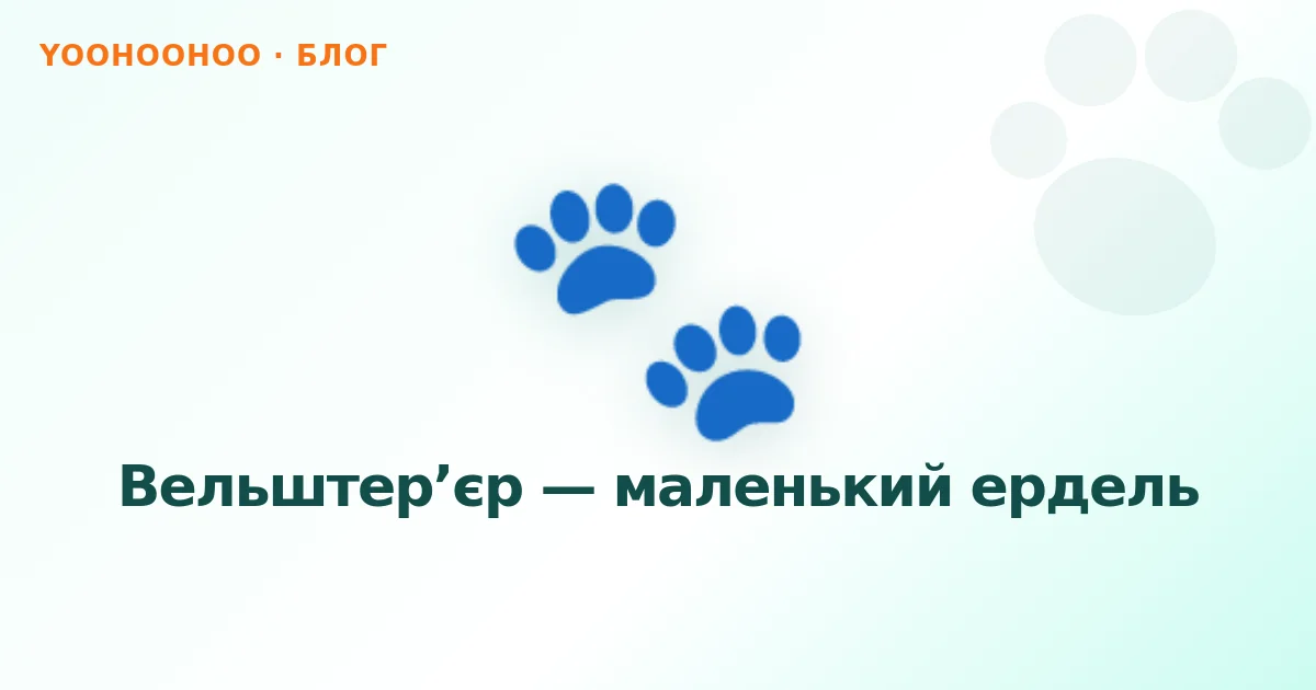 Вельштер’єр — маленький ердель