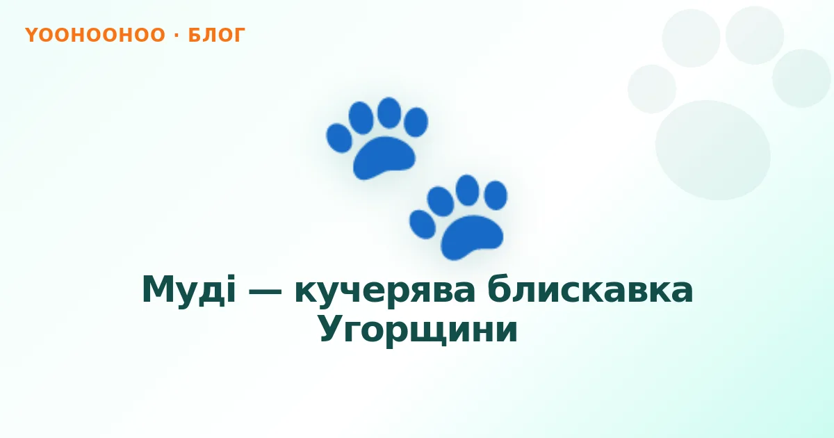 Муді — кучерява блискавка Угорщини