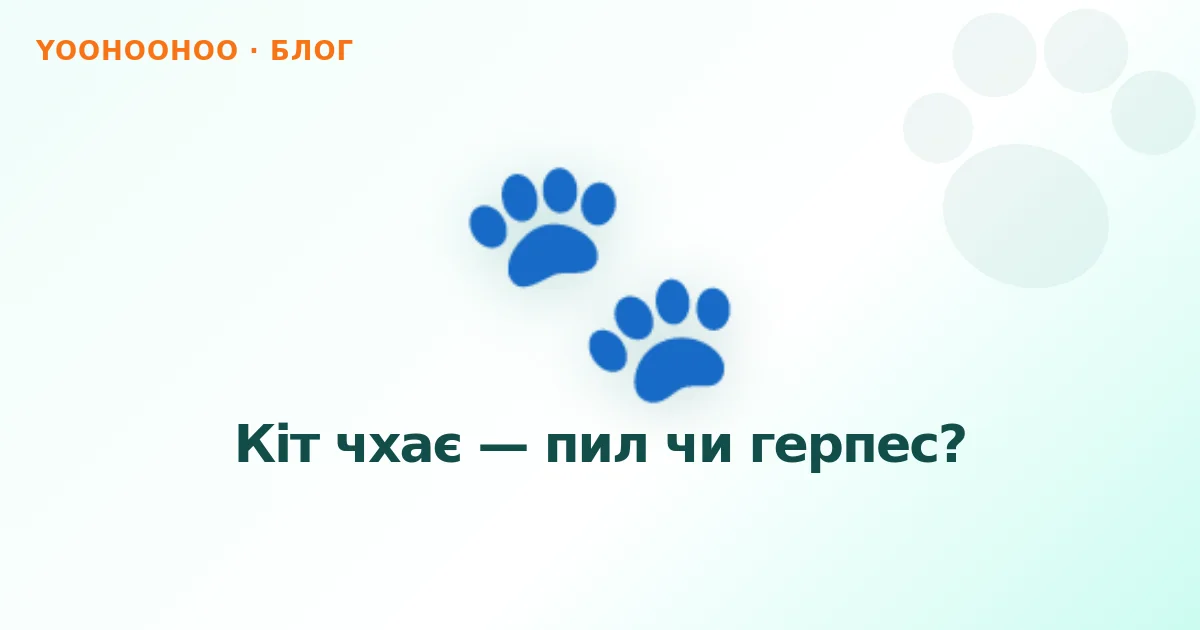 Кіт чхає — пил чи герпес?