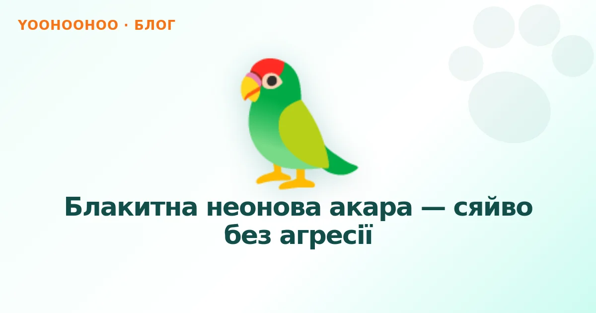 Блакитна неонова акара — сяйво без агресії