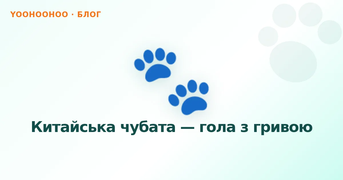 Китайська чубата — гола з гривою