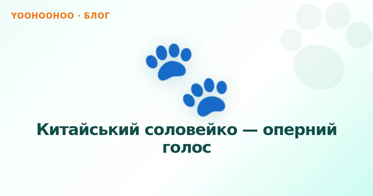 Китайський соловейко — оперний голос