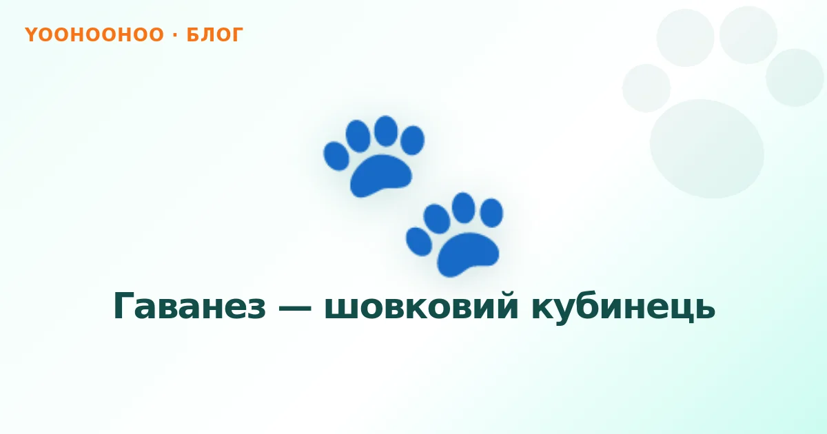 Гаванез — шовковий кубинець