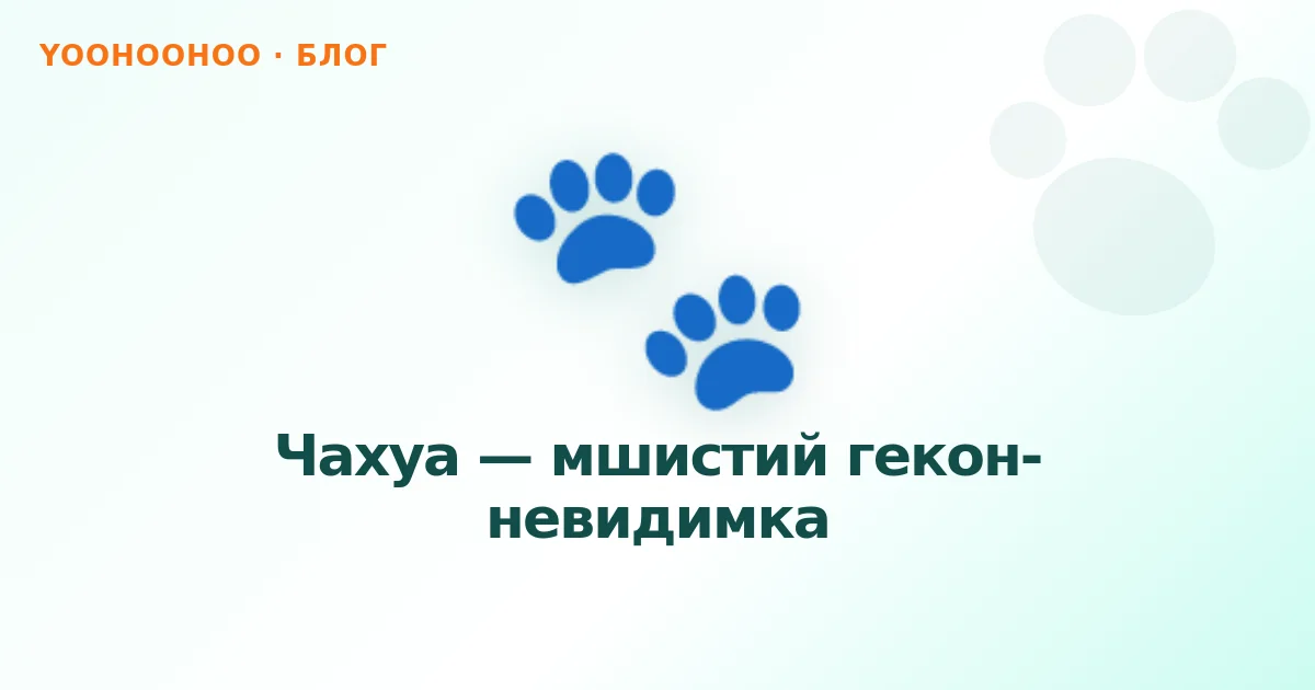 Чахуа — мшистий гекон-невидимка