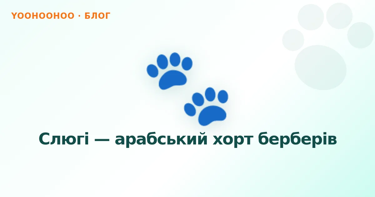 Слюгі — арабський хорт берберів