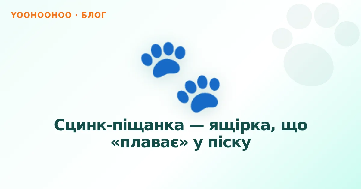 Сцинк-піщанка — ящірка, що «плаває» у піску