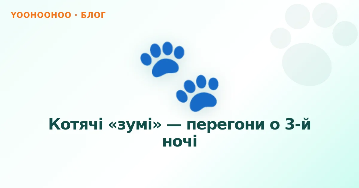 Котячі «зумі» — перегони о 3-й ночі