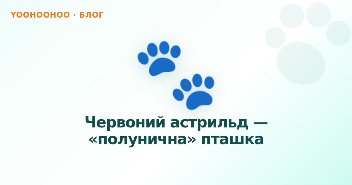 Червоний астрильд — «полунична» пташка