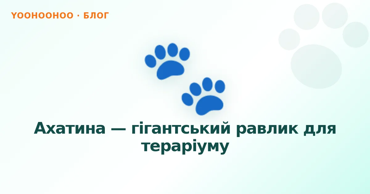 Ахатина — гігантський равлик для тераріуму