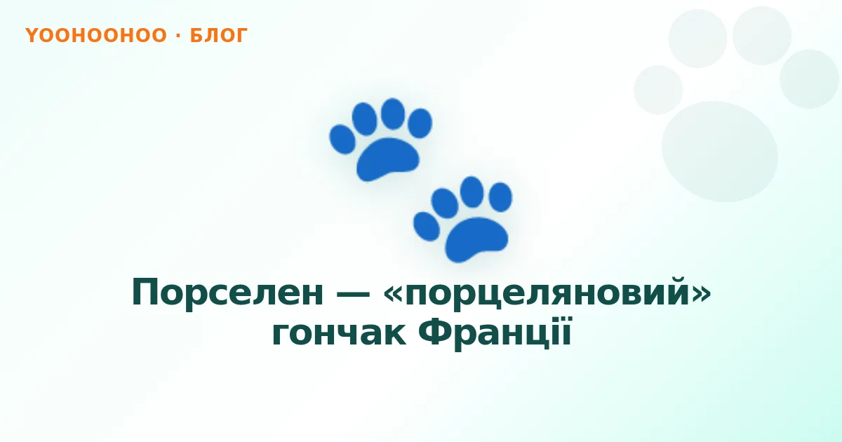Порселен — «порцеляновий» гончак Франції
