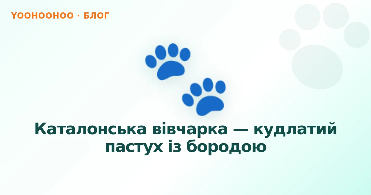 Каталонська вівчарка — кудлатий пастух із бородою