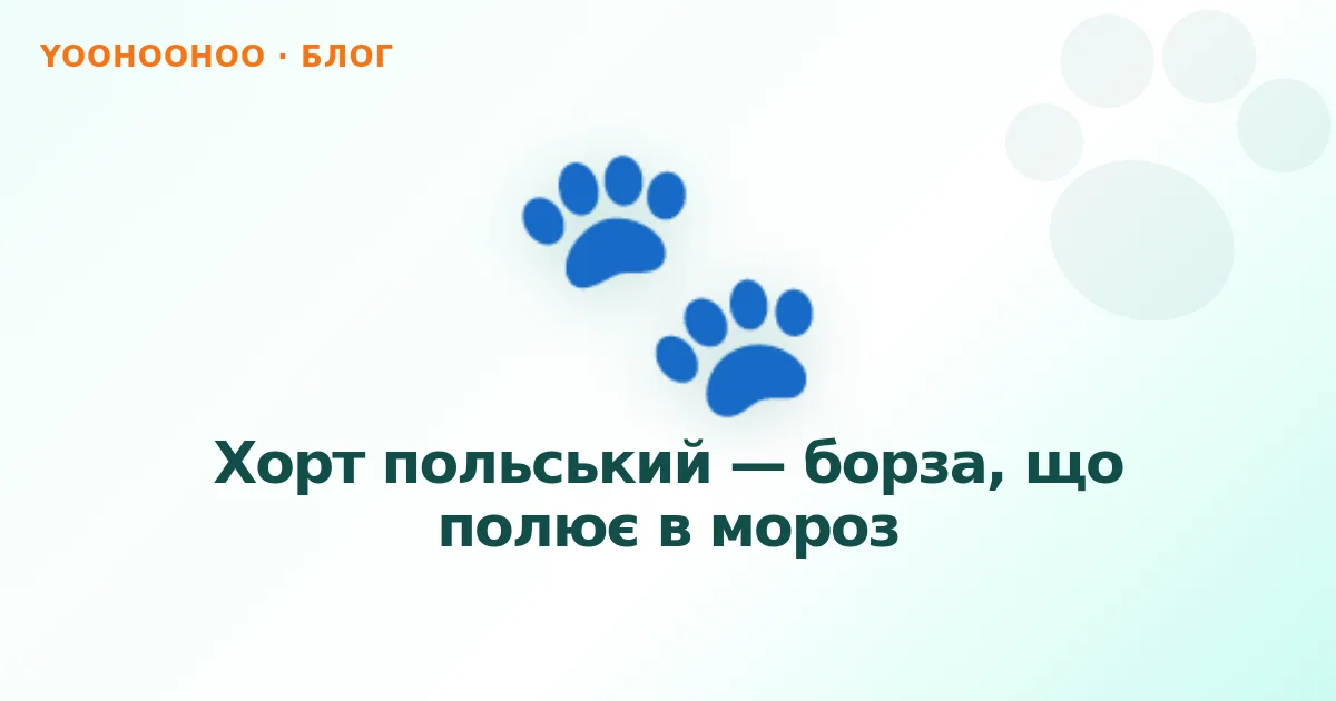 Хорт польський — борза, що полює в мороз