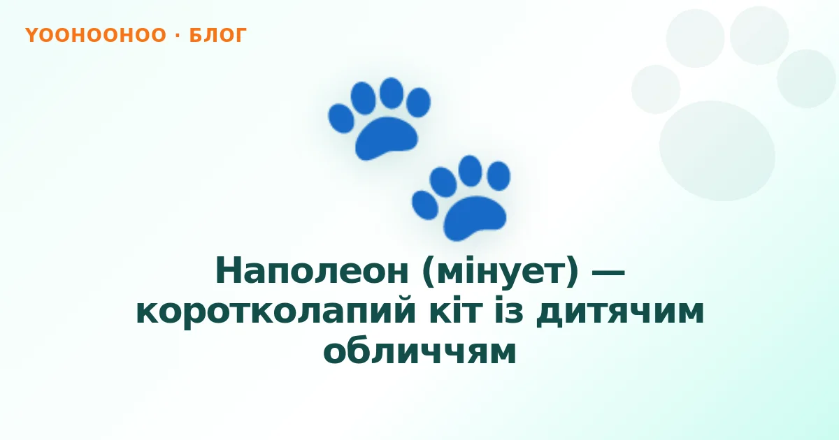 Наполеон (мінует) — коротколапий кіт із дитячим обличчям