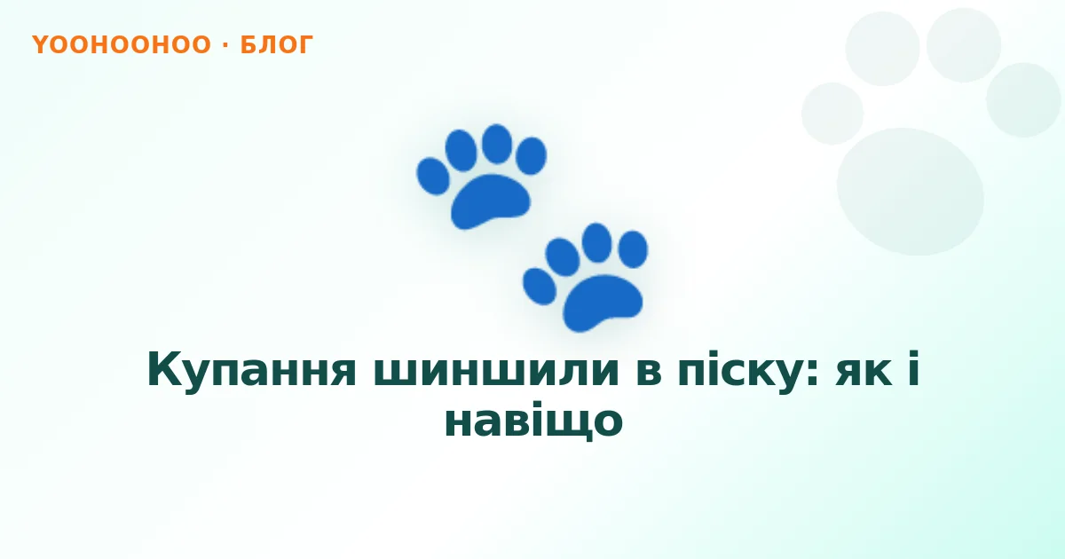 Купання шиншили в піску: як і навіщо
