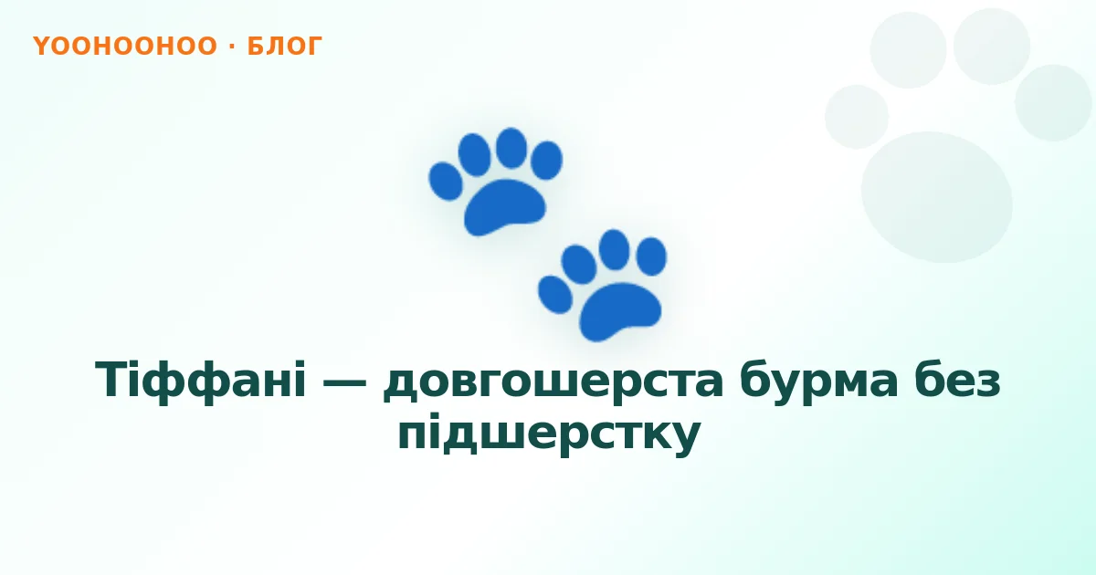 Тіффані — довгошерста бурма без підшерстку