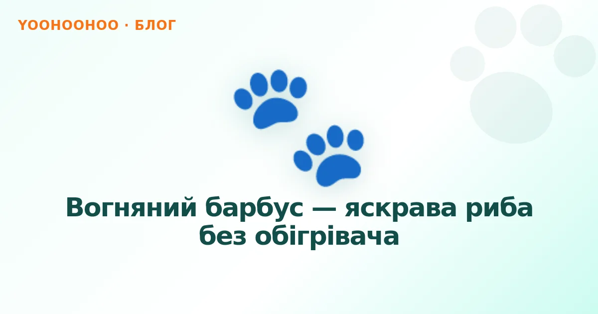 Вогняний барбус — яскрава риба без обігрівача