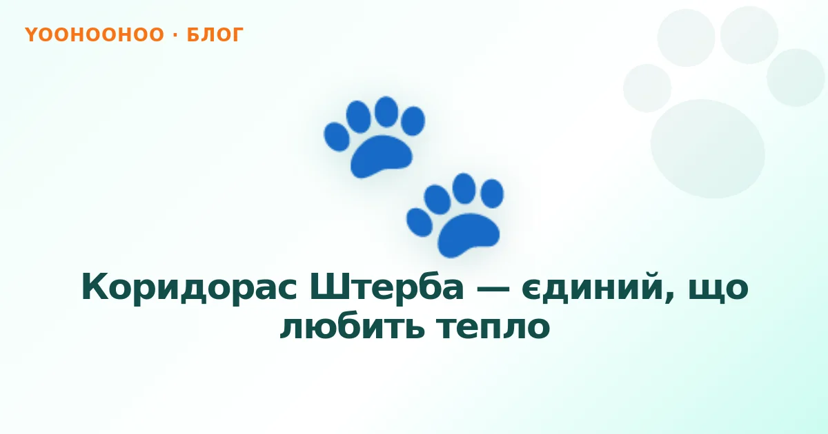 Коридорас Штерба — єдиний, що любить тепло