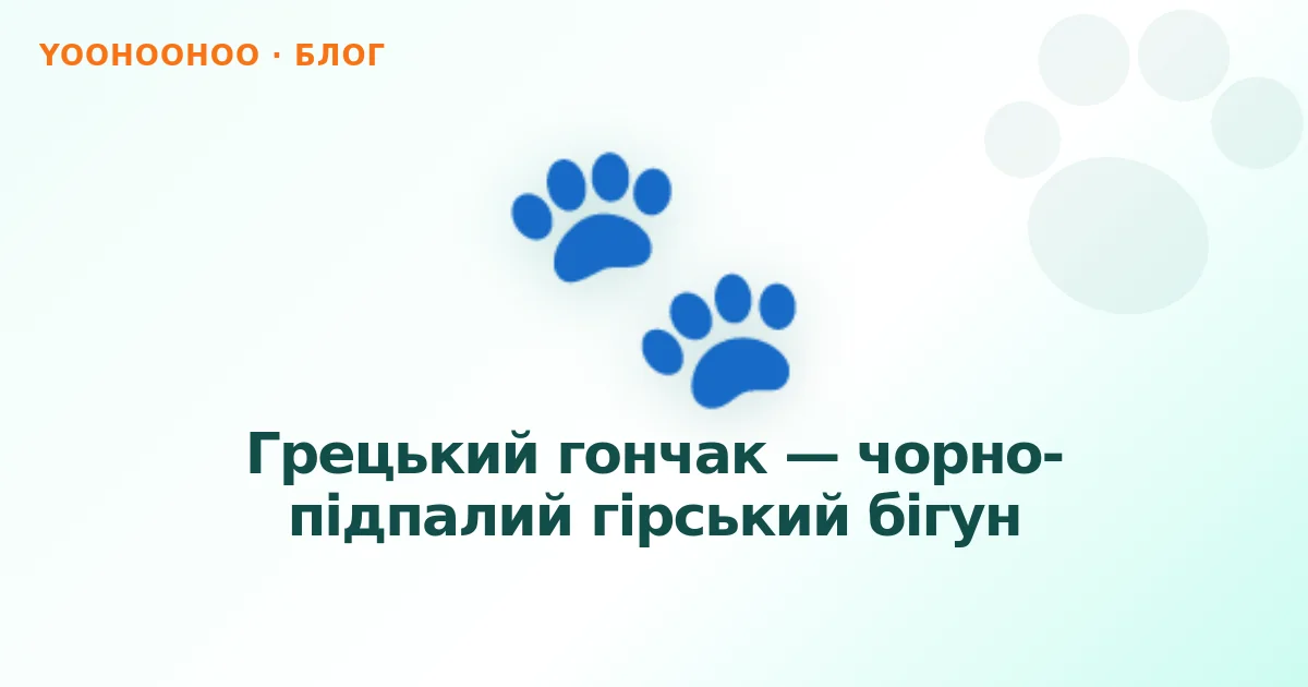Грецький гончак — чорно-підпалий гірський бігун