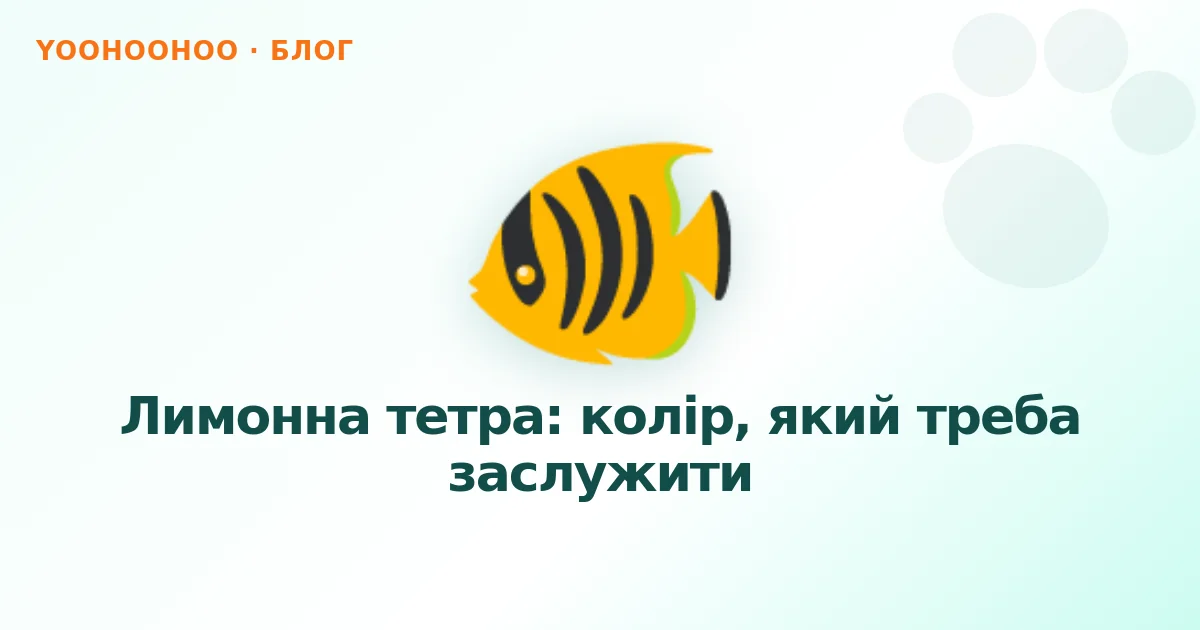 Лимонна тетра: колір, який треба заслужити