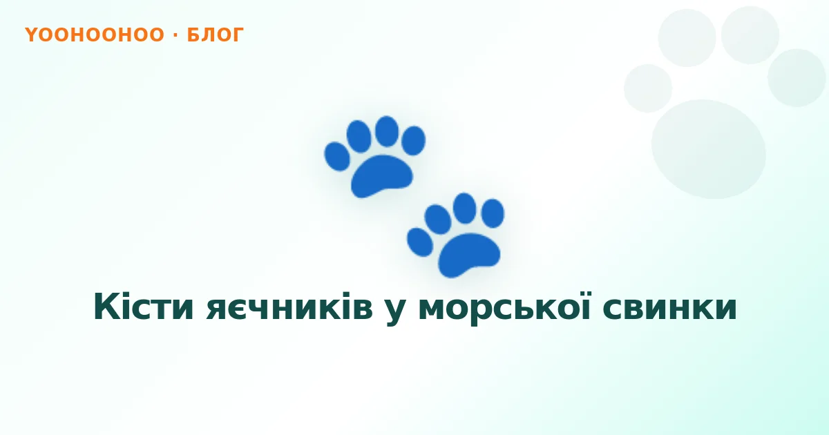 Кісти яєчників у морської свинки