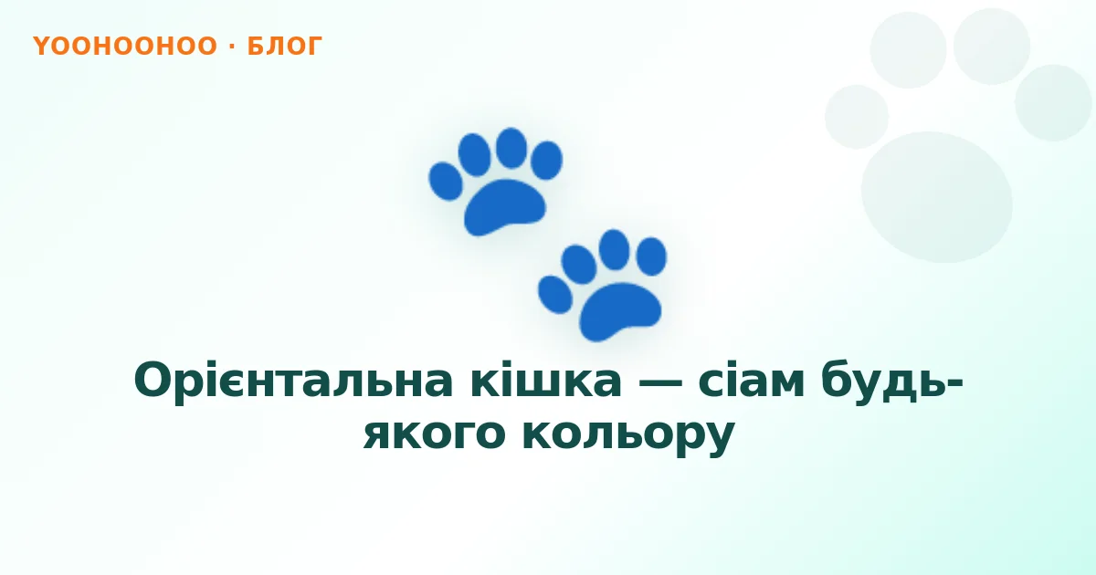 Орієнтальна кішка — сіам будь-якого кольору