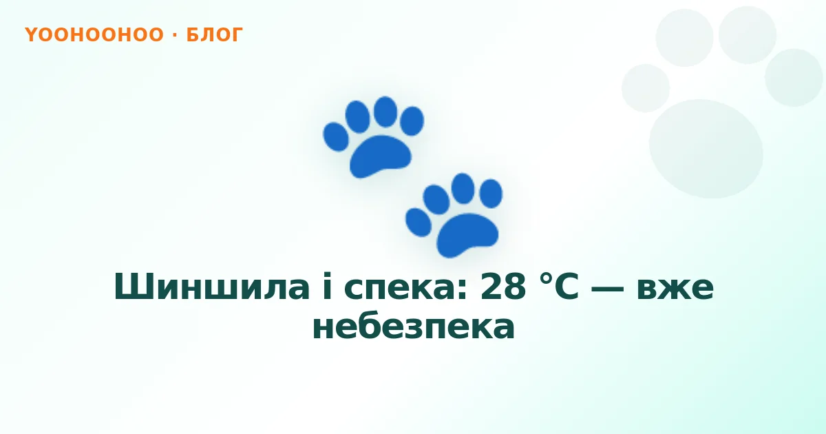Шиншила і спека: 28 °C — вже небезпека