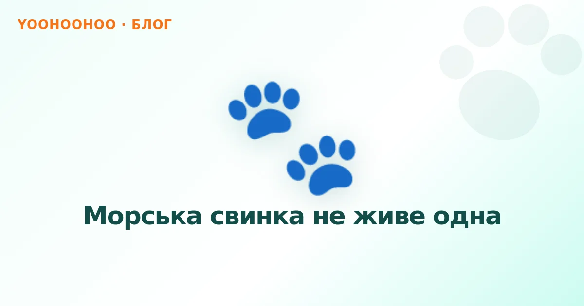 Морська свинка не живе одна