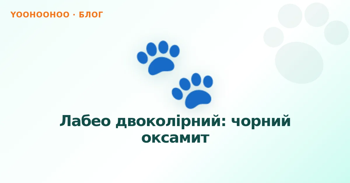 Лабео двоколірний: чорний оксамит