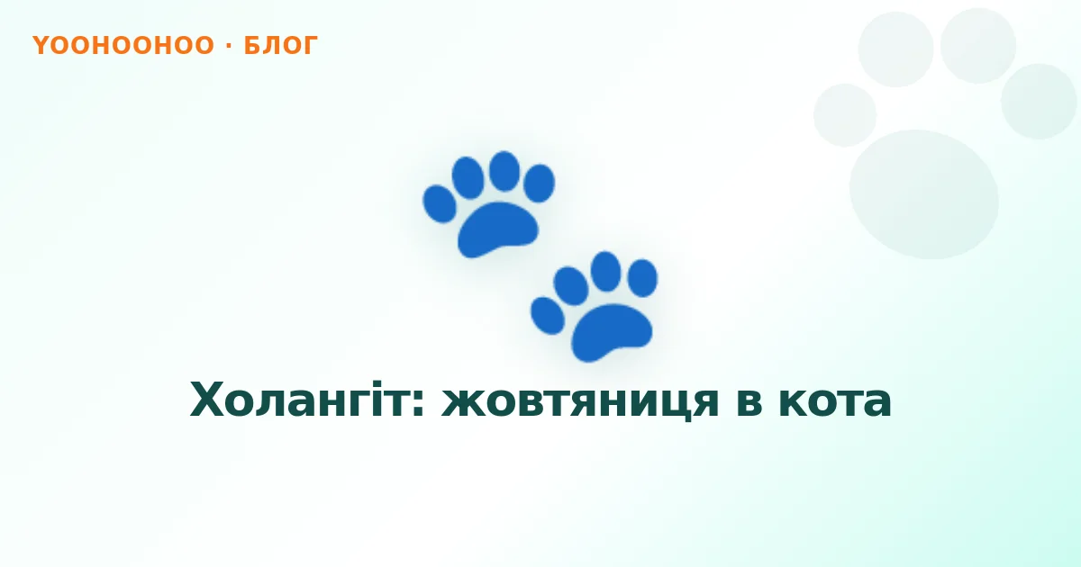 Холангіт: жовтяниця в кота