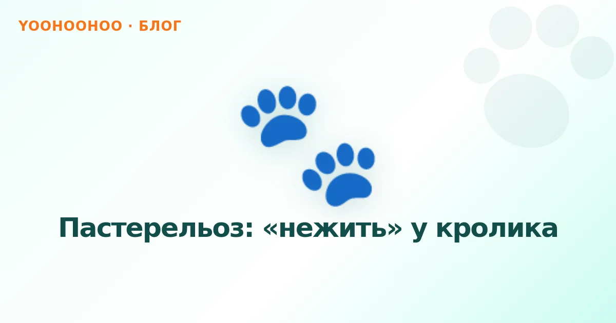Пастерельоз: «нежить» у кролика