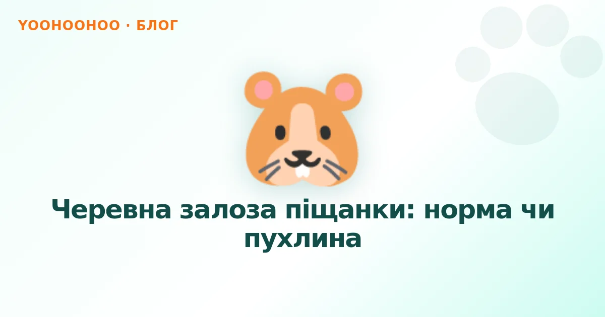 Черевна залоза піщанки: норма чи пухлина
