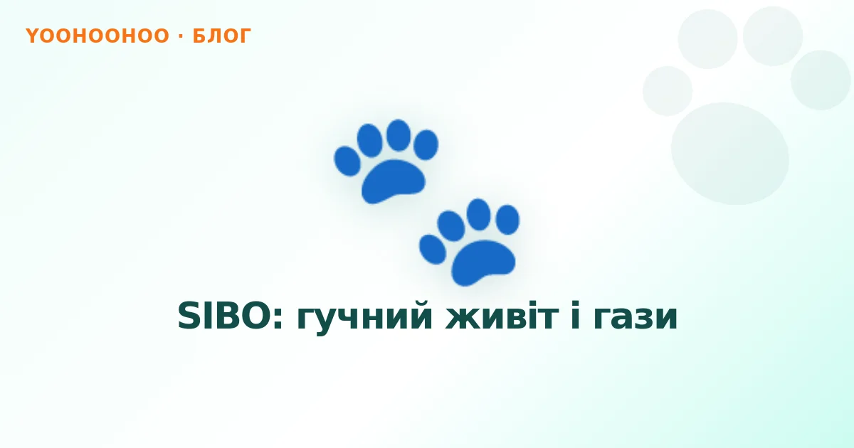 SIBO: гучний живіт і гази
